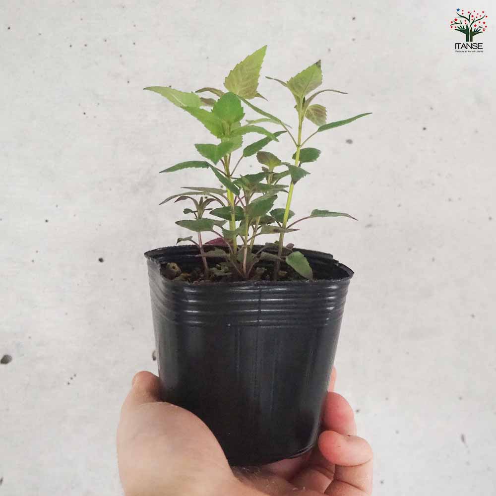 ベルガモット ワイルド(ピンク) 2個～【ハーブの苗 3号ポット