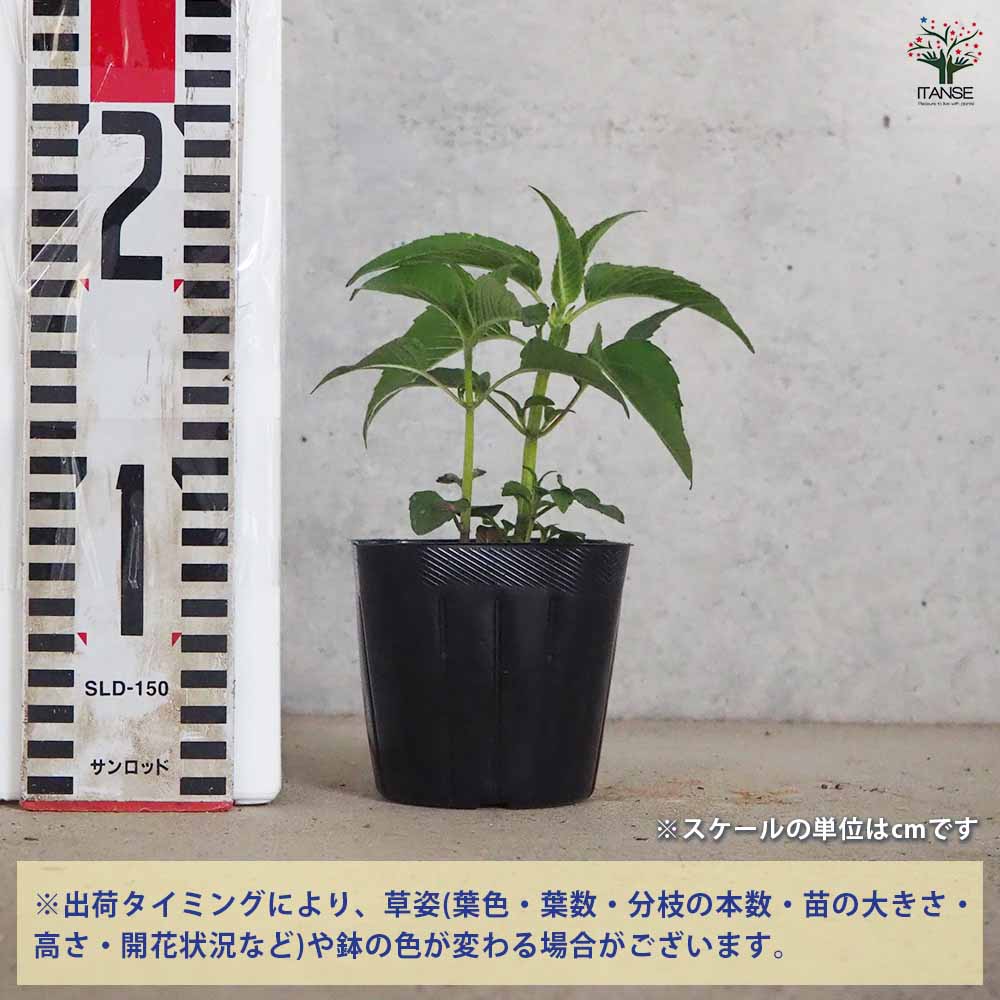 ベルガモット サーモンピンク 2個～【ハーブの苗 3号ポット】｜ 【植物