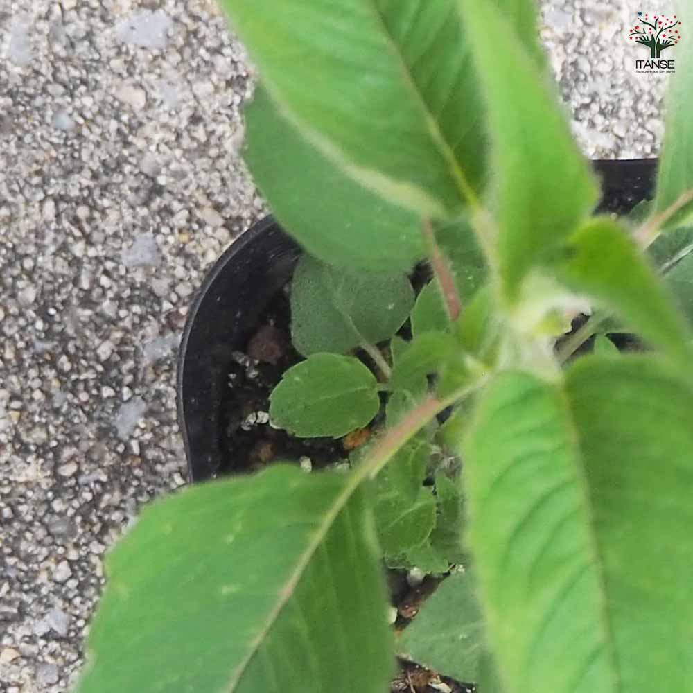 ベルガモット サーモンピンク 2個～【ハーブの苗 3号ポット】｜ 【植物