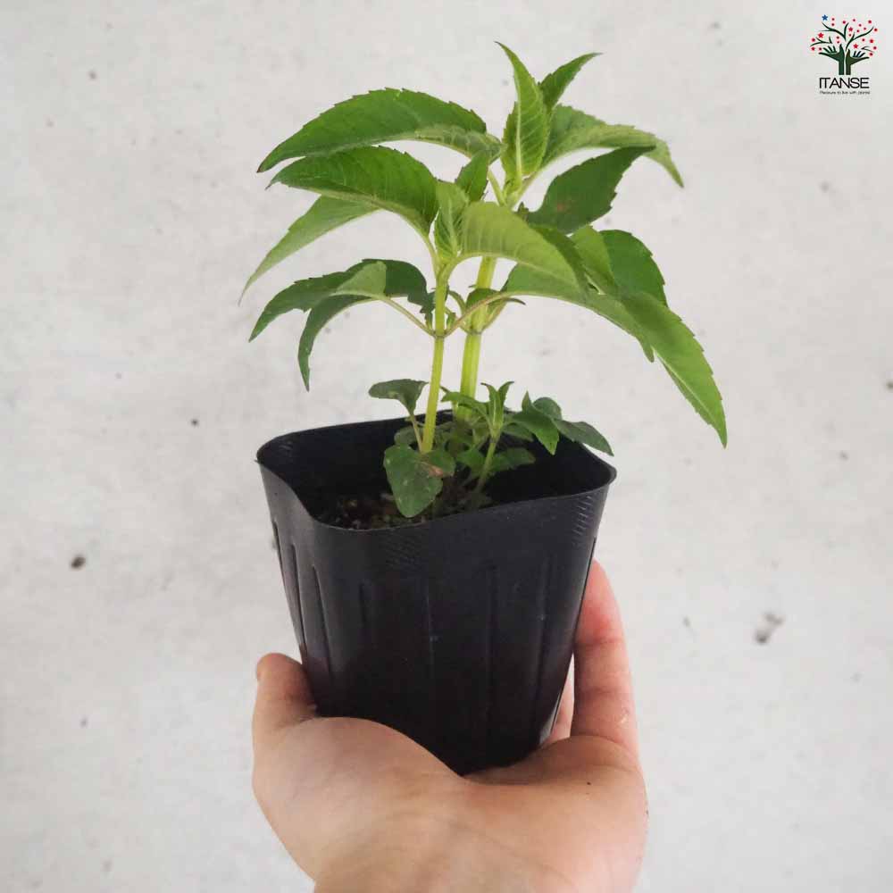 ベルガモット サーモンピンク 2個～【ハーブの苗 3号ポット】｜ 【植物