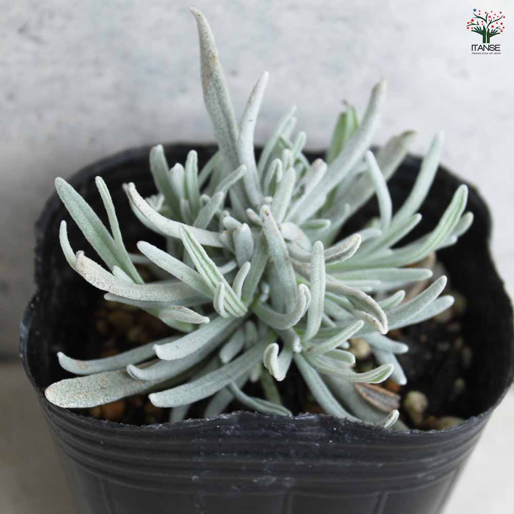 ラベンダー ソーヤーズ 2個～【ハーブの苗 3号ポット】｜ 【植物の  