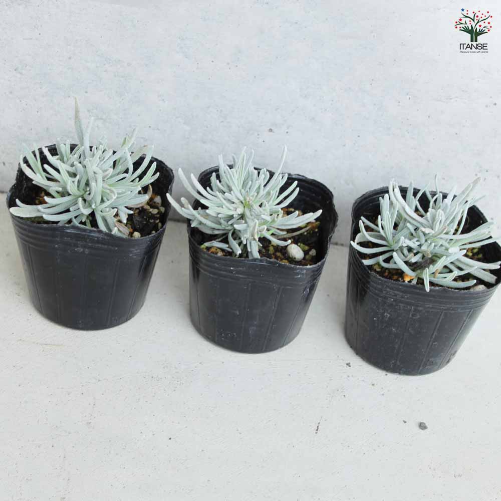 ラベンダー ソーヤーズ 2個～【ハーブの苗 3号ポット】｜ 【植物の  