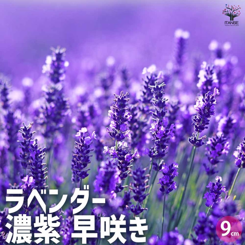 ラベンダー イングリッシュ ブルーマウンテン 2個～【ハーブの苗 3号