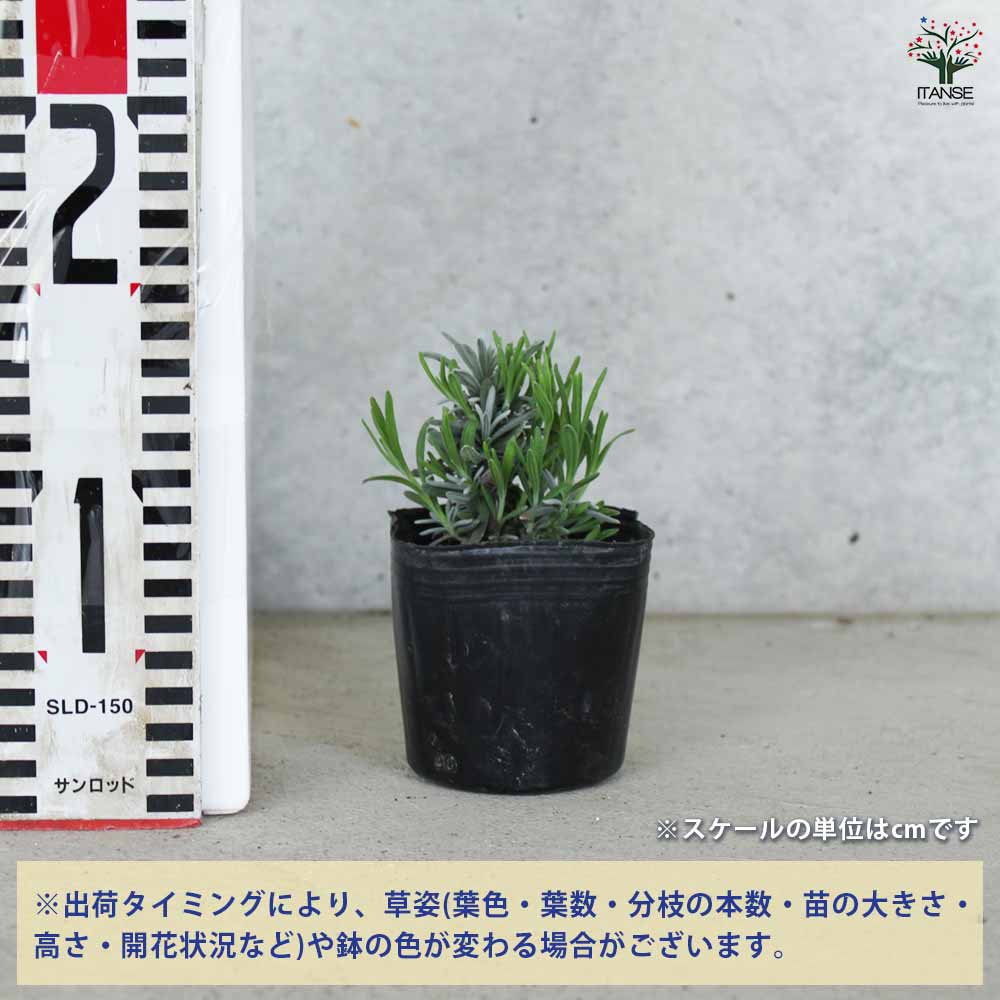 ラベンダー 濃紫 早咲き 2個～【ハーブの苗 9cmポット】｜ 【植物の