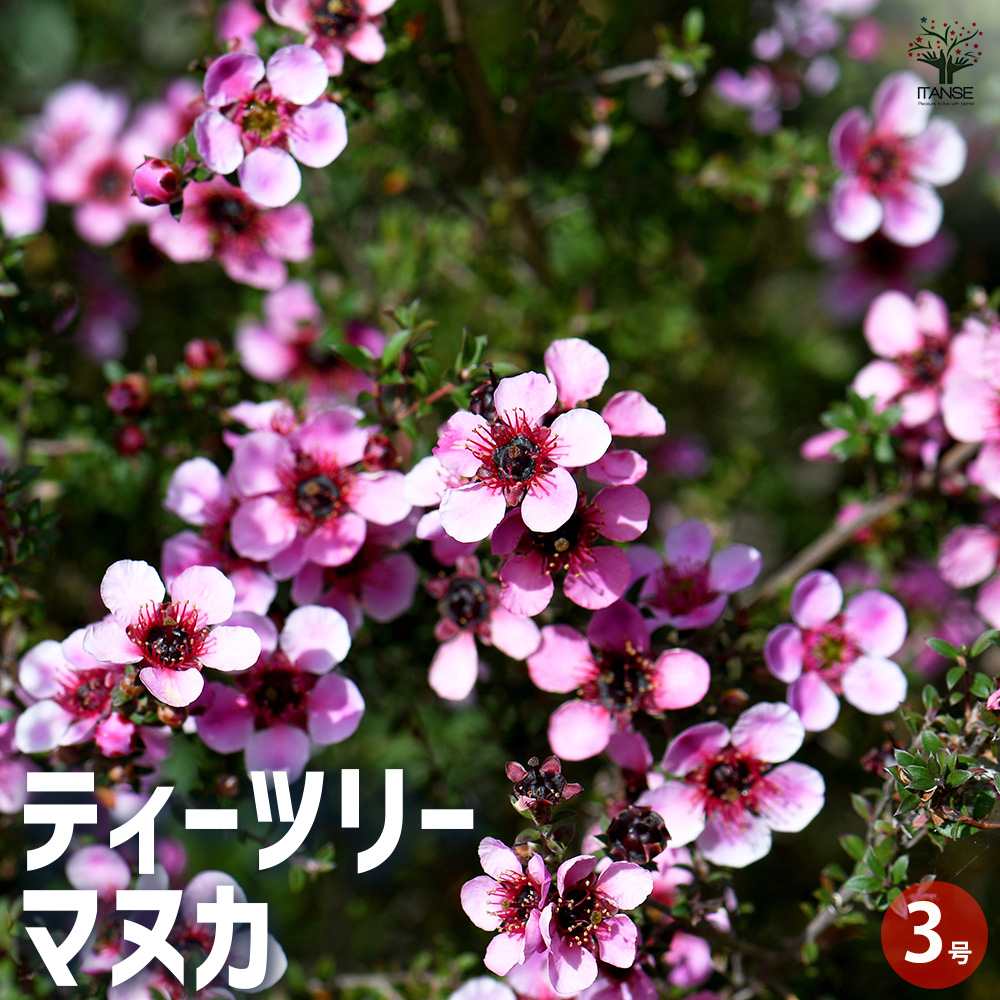 ティーツリー マヌカ(赤花) 2個～【ハーブの苗 3号ポット】