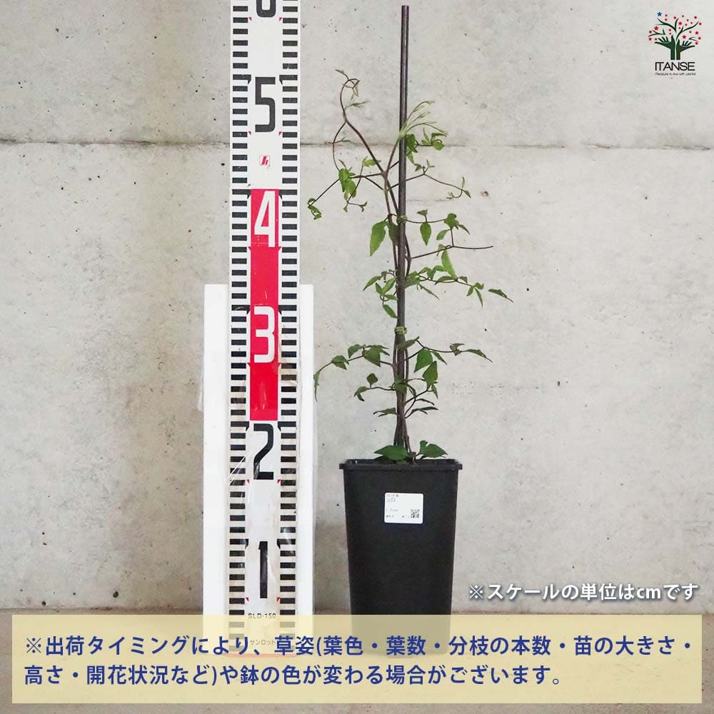 クレマチス　苗　⑤ 楽天市場】クレマチス 青 苗（ガーデニング・農業｜花・ガーデン