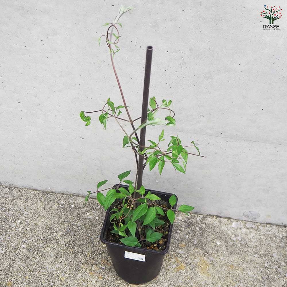 クレマチス ソングス 【花木苗 4.5号鉢／1個売り】｜ 【植物の