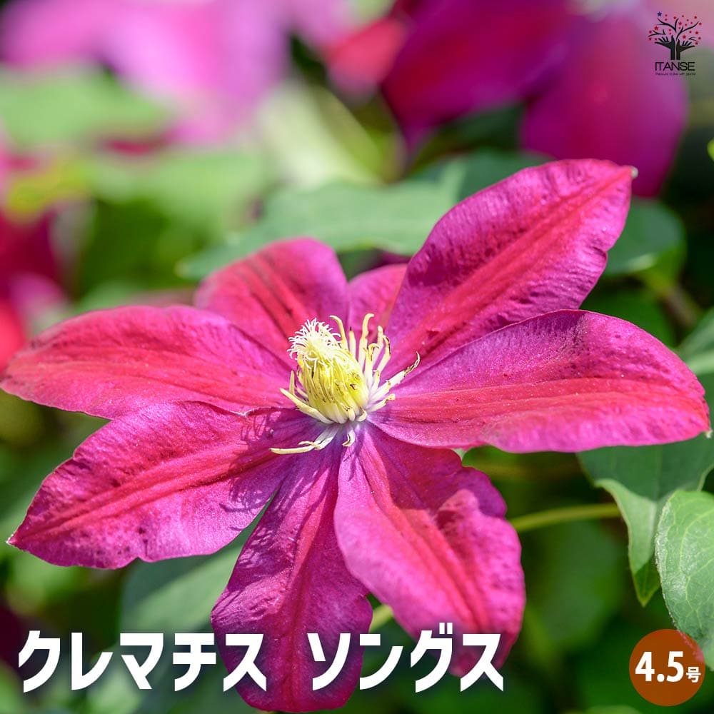 クレマチス　オレンジギャル　抜き苗　第４種発送 クレマチス オレンジギャル 抜き苗 第4種発送 - メルカリ