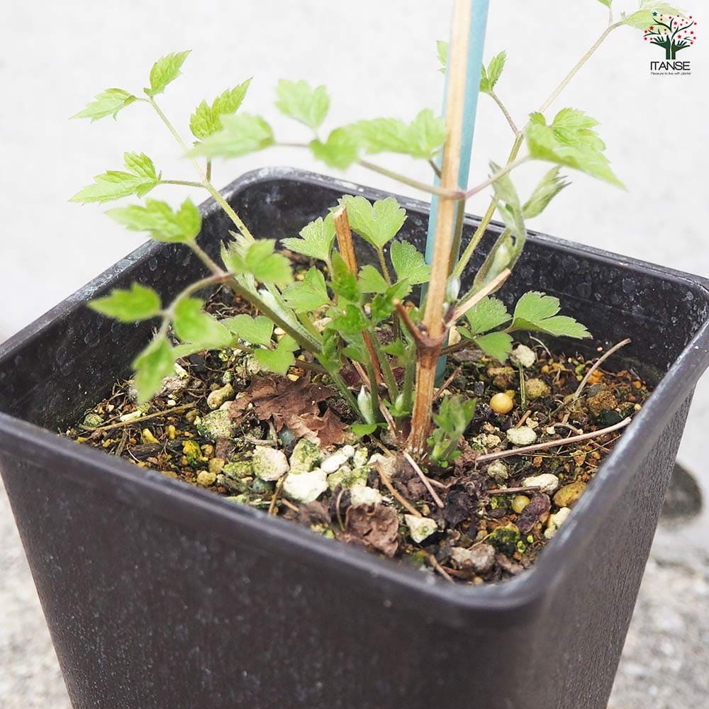 クレマチス サマースノー 【花木苗 4.5号鉢／1個売り】｜ 【植物の