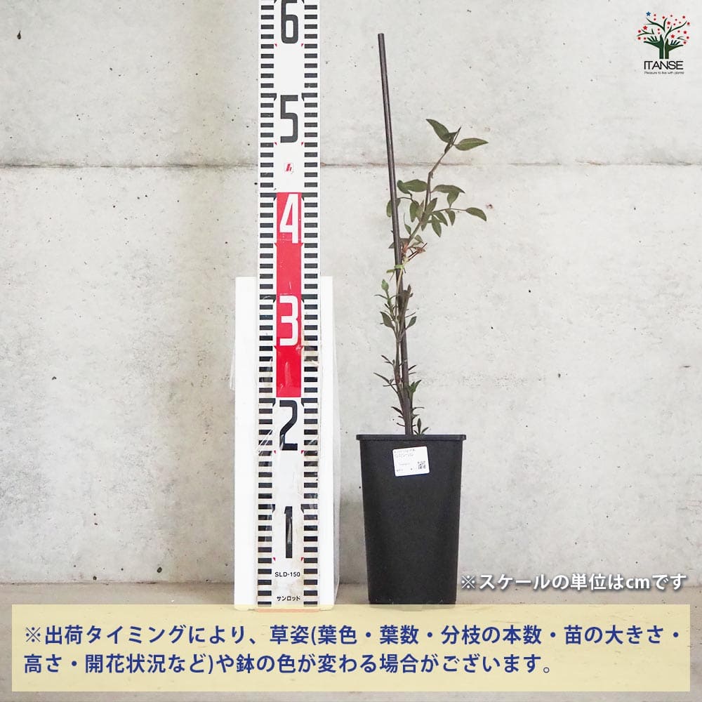 クレマチス インスピレーション 【花木苗 4.5号鉢／1個売り