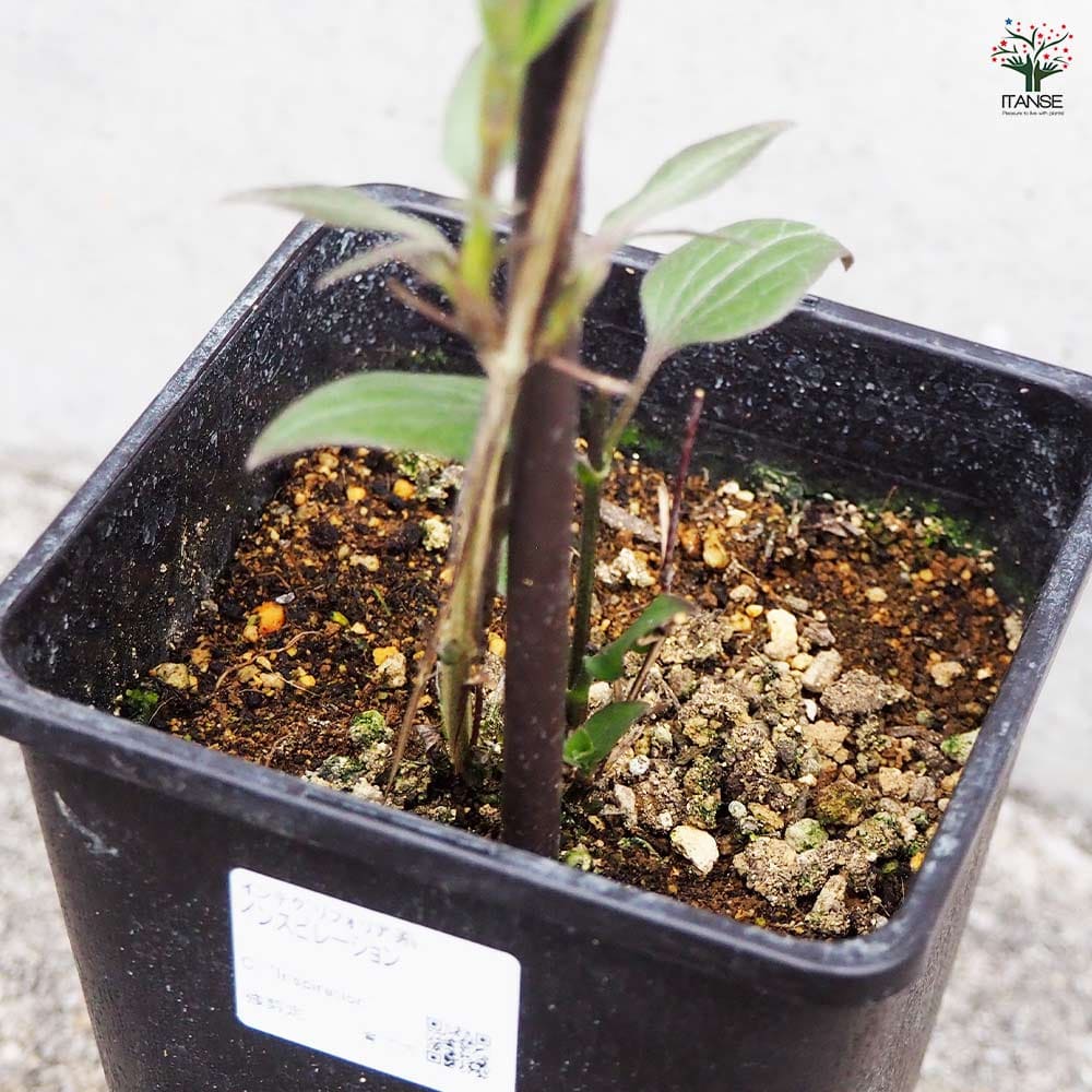 クレマチス インスピレーション 【花木苗 4.5号鉢／1個売り