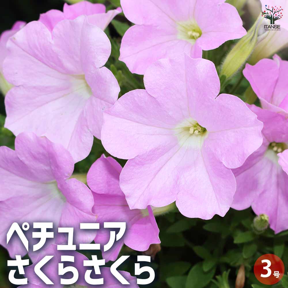 ペチュニア さくらさくら 【花苗 3号ポット】