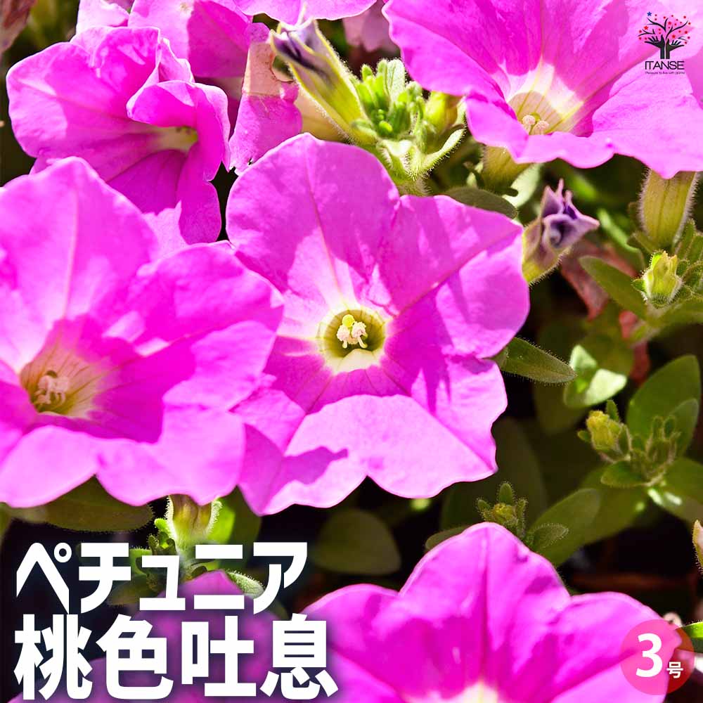 ペチュニア 桃色吐息 【花苗 3号ポット】