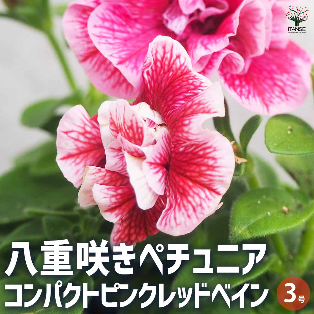 八重咲きペチュニア コンパクトピンクレッドベイン 【花苗 3号ポット】