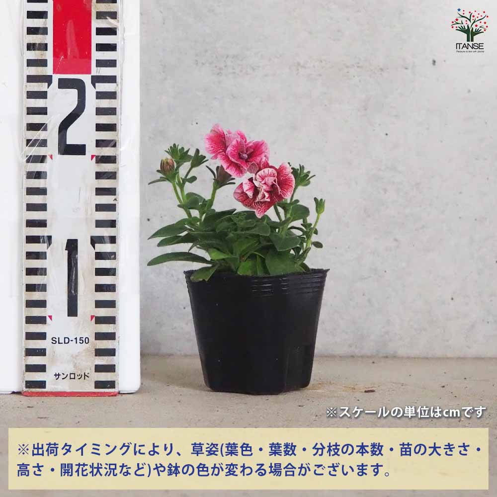 八重咲きペチュニア コンパクトピンクレッドベイン 【花苗 3号ポット