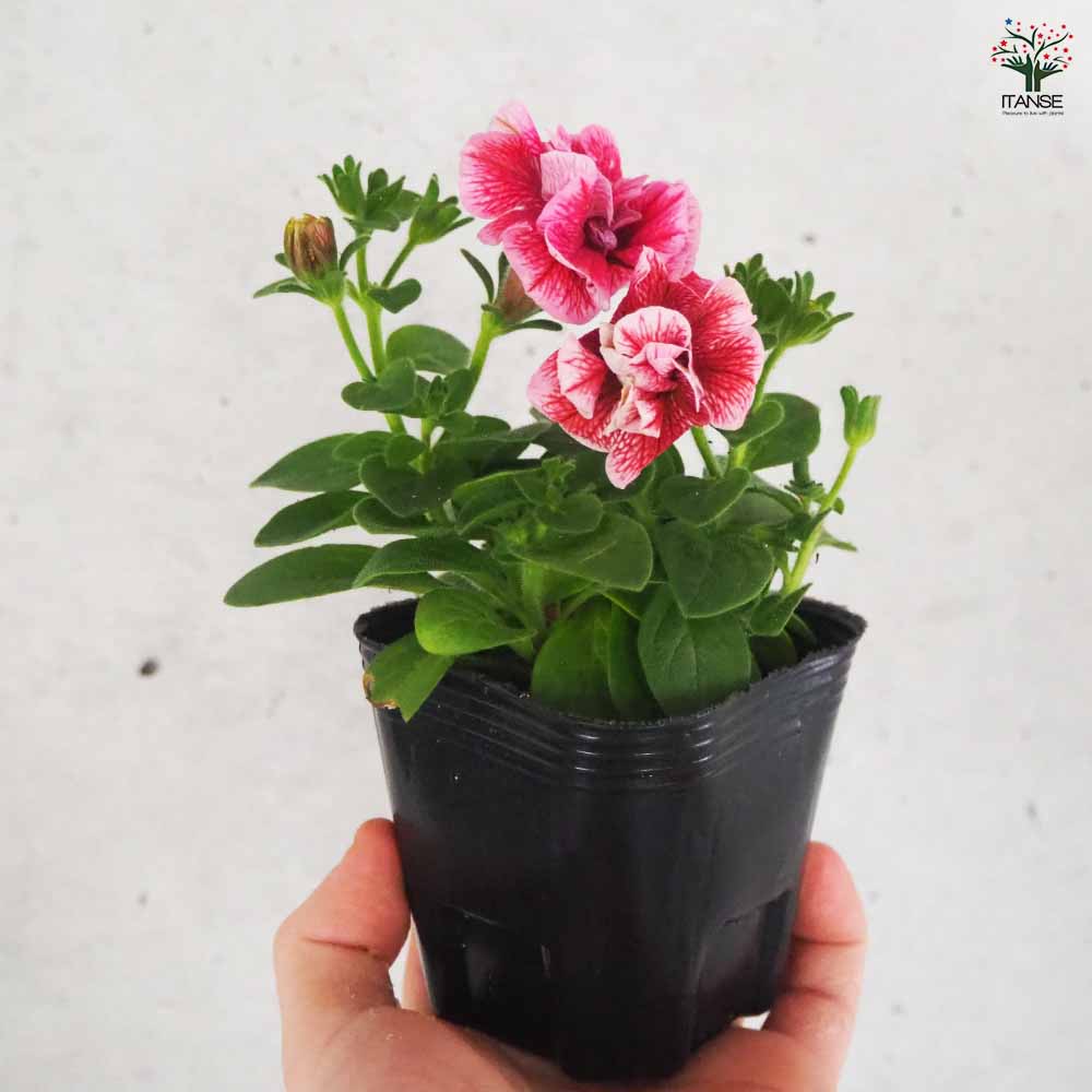 八重咲きペチュニア コンパクトピンクレッドベイン 【花苗 3号ポット