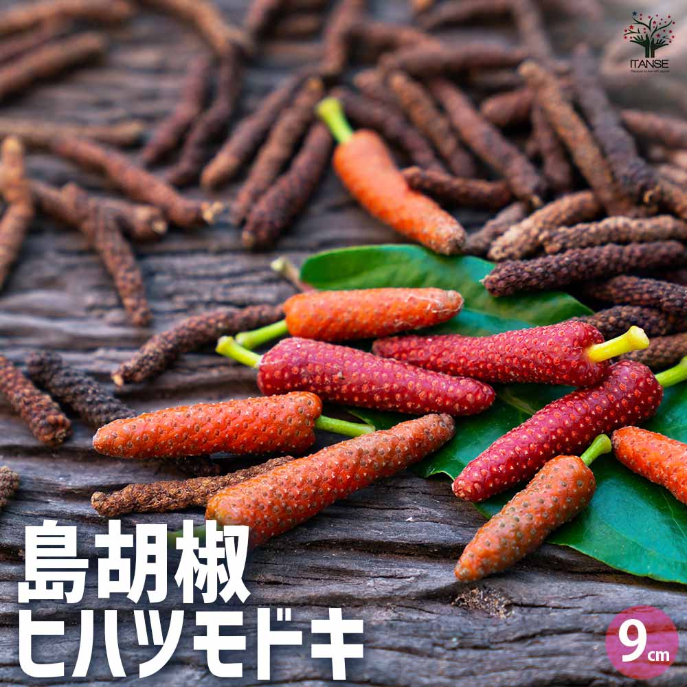 島胡椒(ヒハツモドキ) 【果樹の苗 9cmポット】｜ 【植物のITANSE