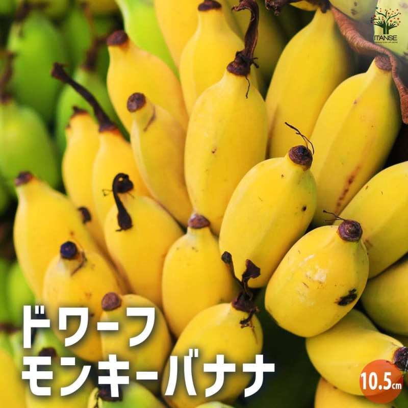 早期開花！250㎝,バナナ苗＝絶対王者の糖度◇超・ドワーフ