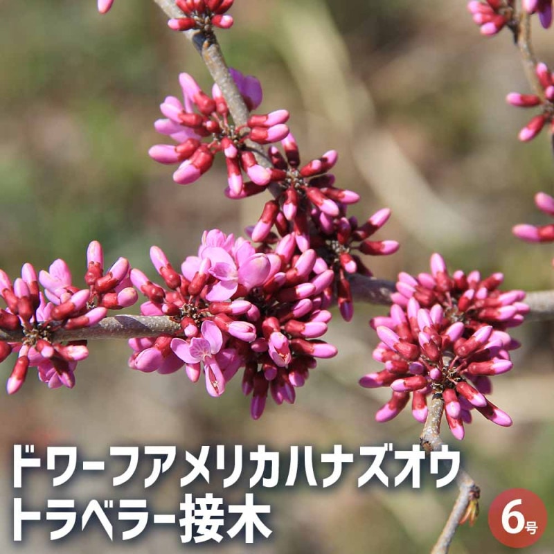ハナズオウ｜【植物のITANSE】全品送料無料・即出荷!