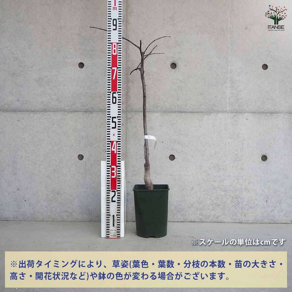 ドワーフアメリカハナズオウ トラベラー 【花木苗 6号鉢／1個