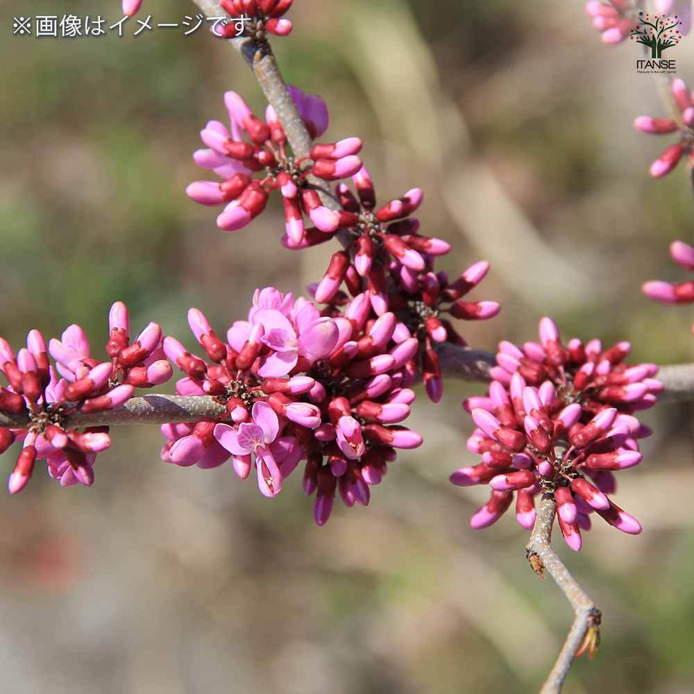 アメリカハナズオウ 　枝垂れ　トラベラー 紅葉 アメリカハナズオウ トラベラー枝垂れ「樹木」のアルバム