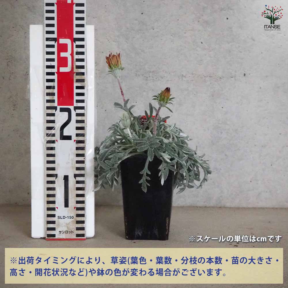 シルバーリーフ ガザニア カーニバル 【花苗 3.5号鉢】｜ 【植物の