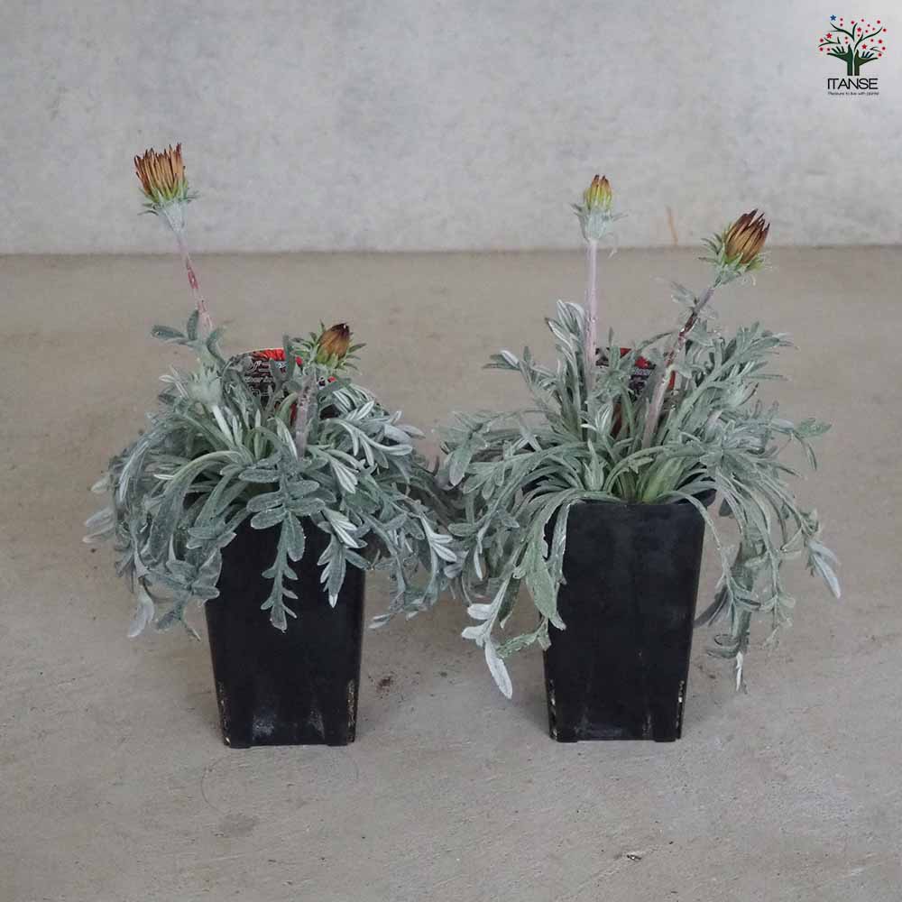 シルバーリーフ ガザニア カーニバル 【花苗 3.5号鉢】｜ 【植物の