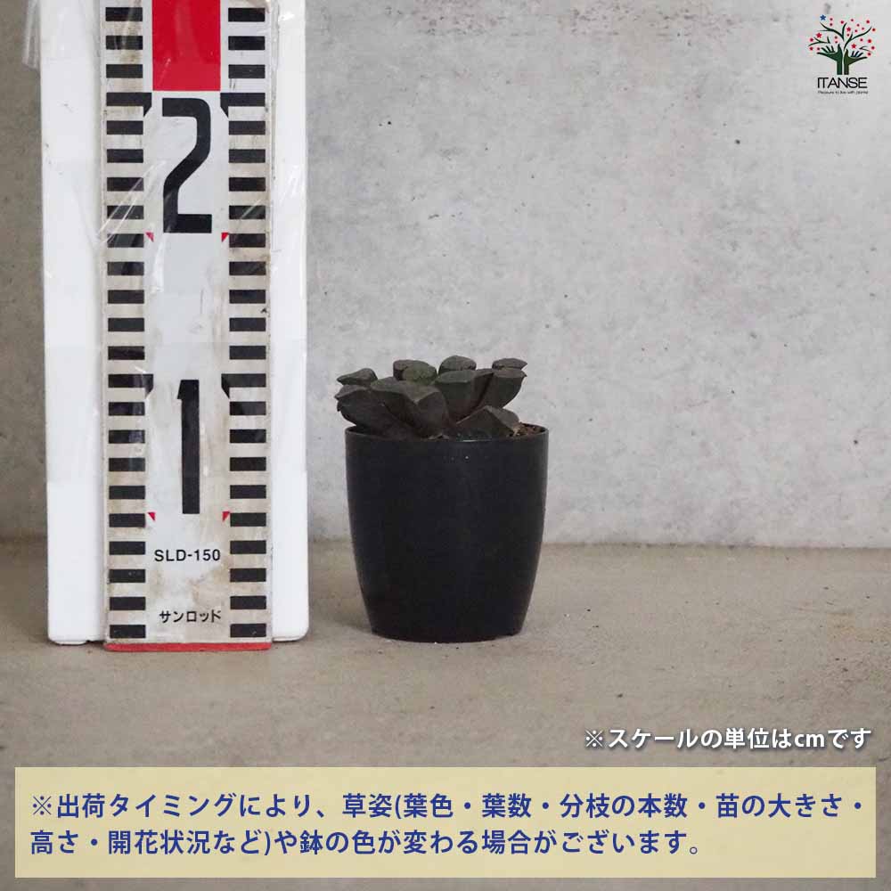 ハオルチア(青) 特綱 【多肉植物 2.5号ポット／1個売り】｜ 【植物の