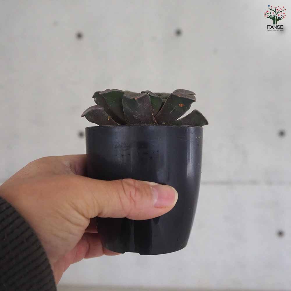 ハオルチア(青) 特綱 【多肉植物 2.5号ポット／1個売り