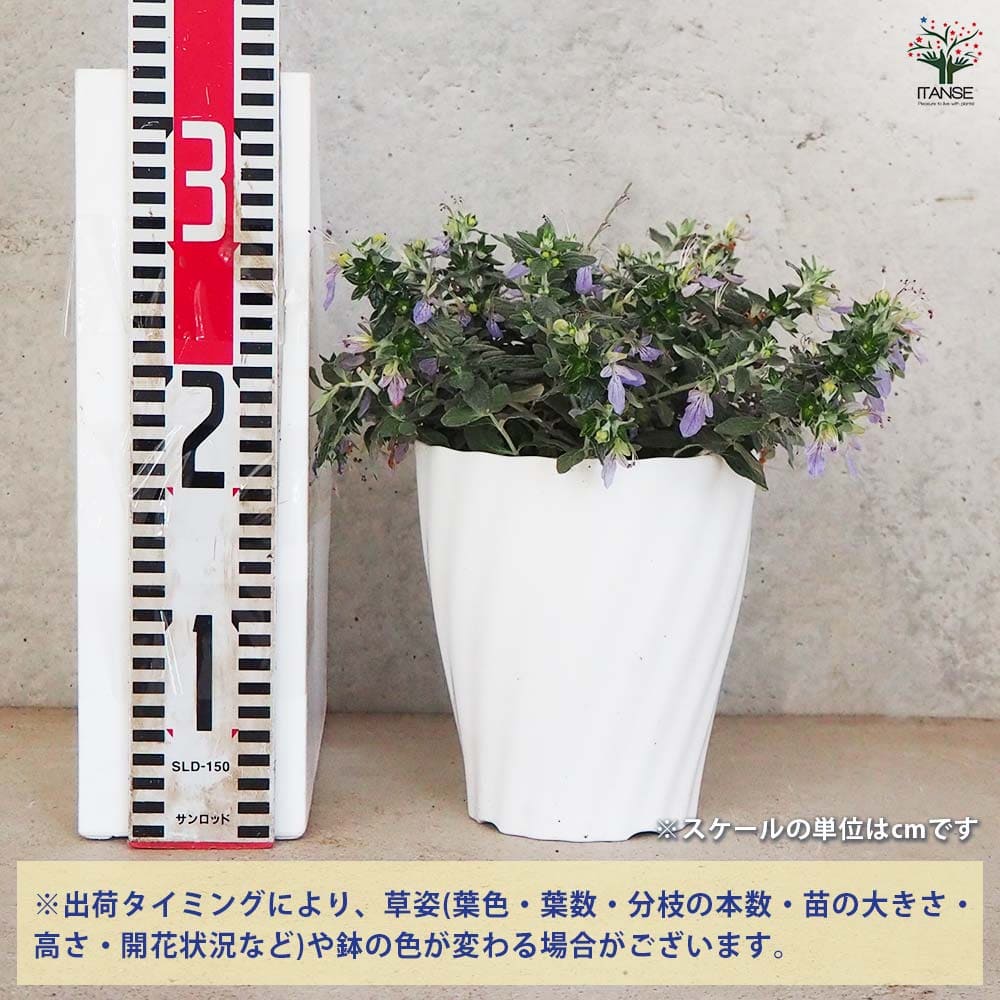 ツリージャーマンダー アイスキューブ 【花木苗 5号鉢／1個売り