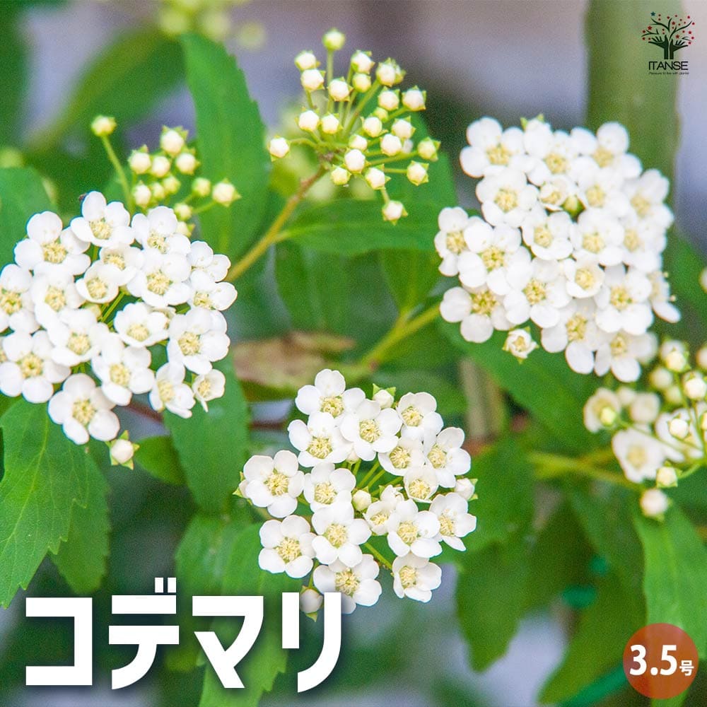 コデマリ 【花木苗 3.5号ポット】