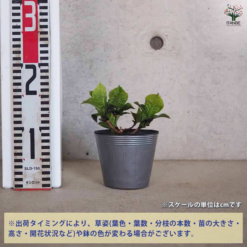 追加商品画像