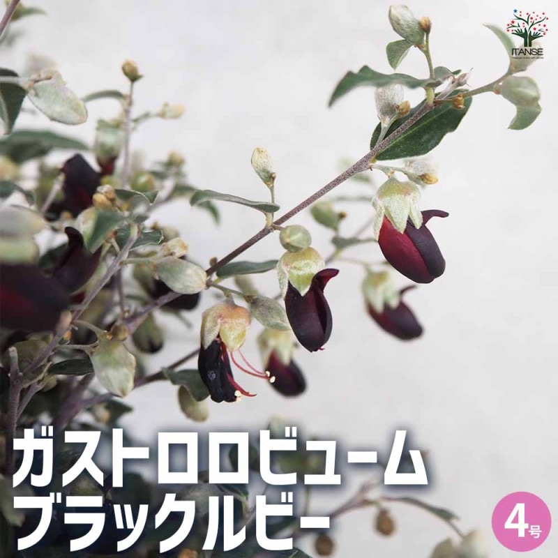 ホワイトソルトブッシュ (ラゴディアハスタータ) 【庭木 7号ポット大苗
