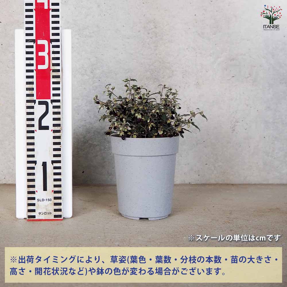 ガストロロビューム ブラックルビー 【花木苗 4号鉢／1個売り