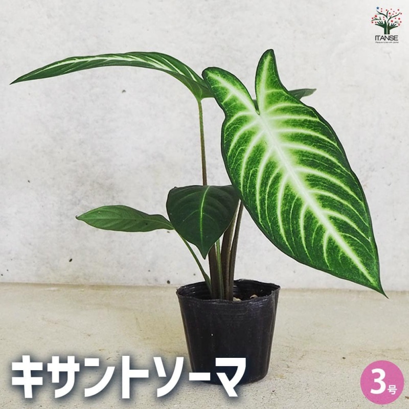 ポトス テルノシャングリラ 吊鉢【観葉植物 5号／1個売り】｜ 【植物の