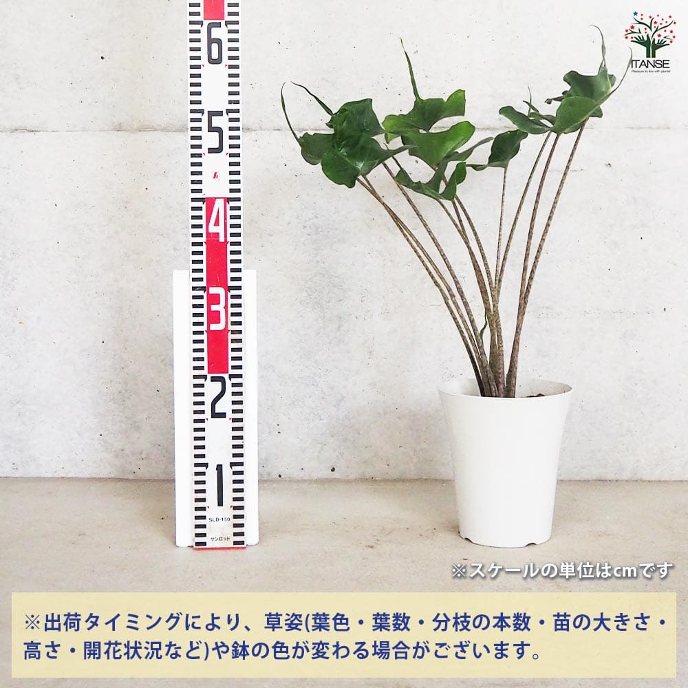 アロカシア スティングレー 【観葉植物 6号鉢／1個売り
