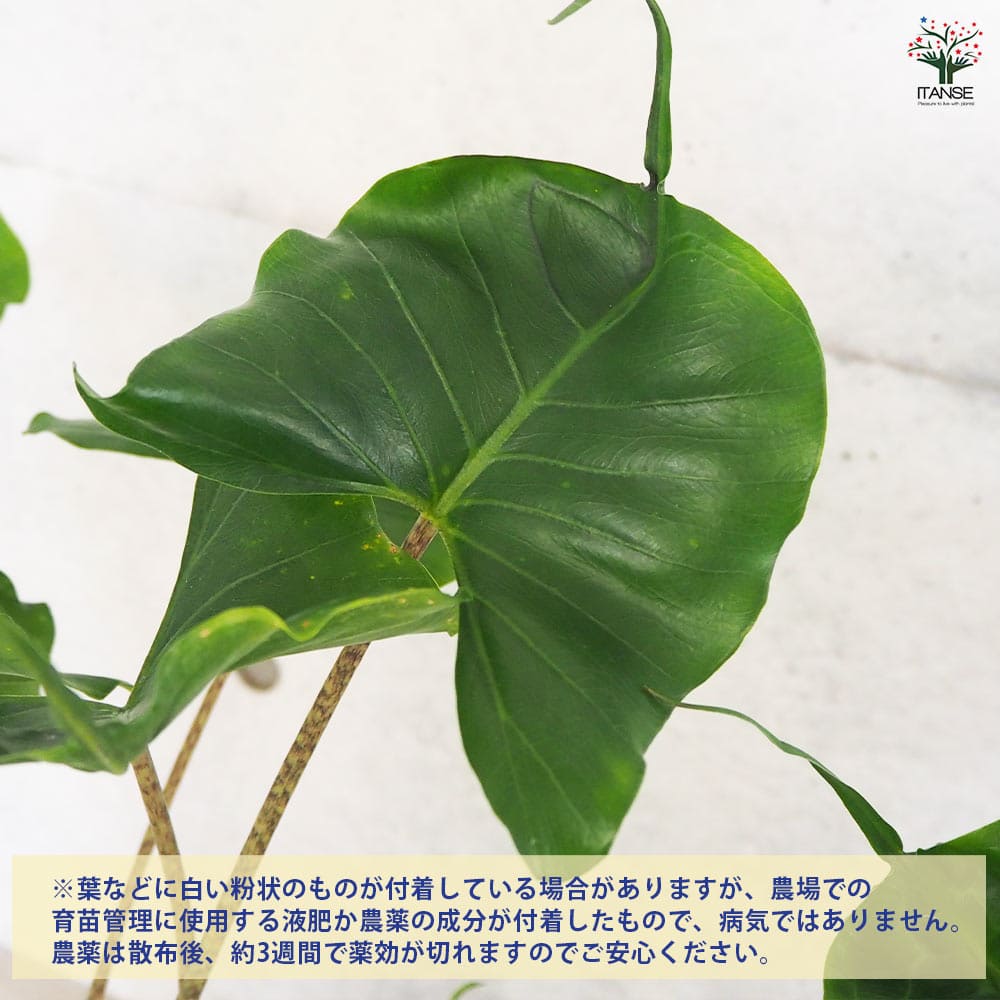アロカシア スティングレー 【観葉植物 6号鉢／1個売り