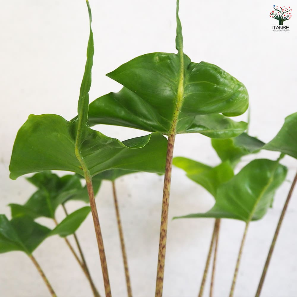 格安 アロカシア スティングレイ オーレア アロカシア スティングレイ Alocasia Stingray | インテリア