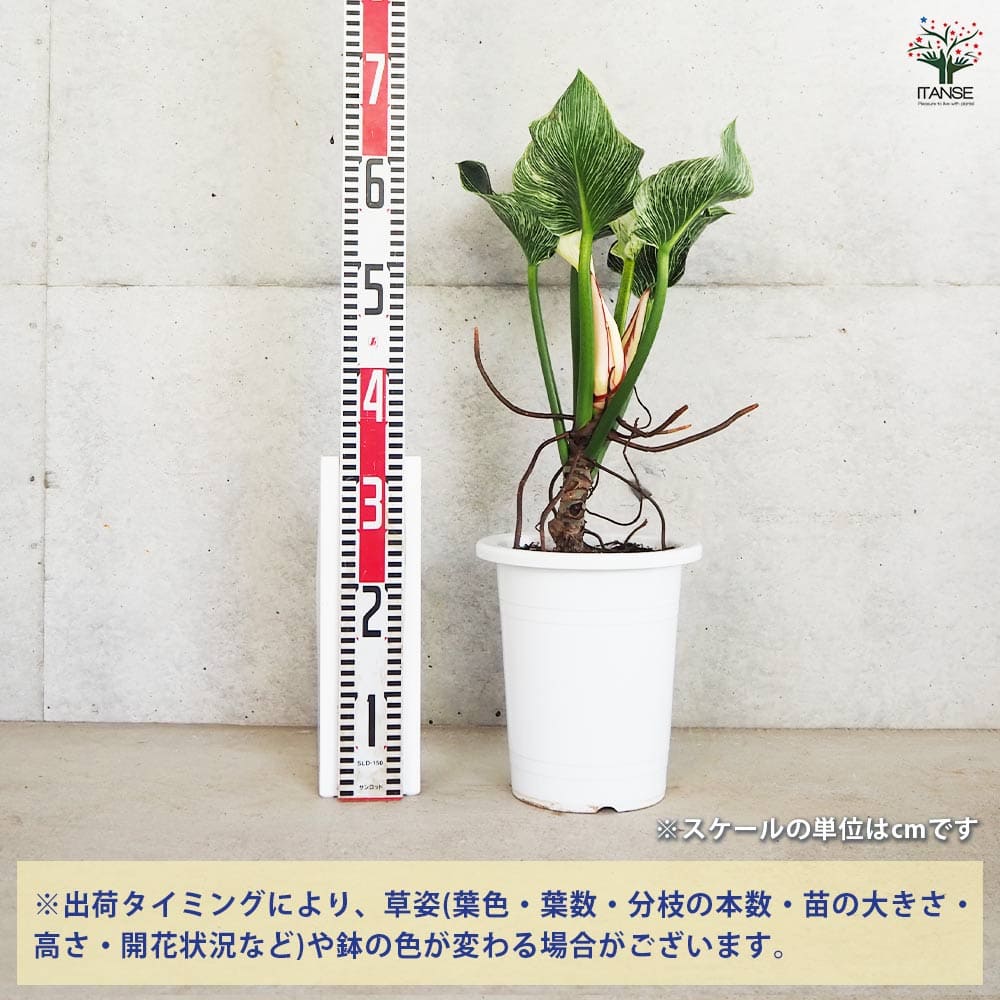 フィロデンドロン バーキン 【観葉植物 7号鉢／1個売り】｜ 【植物の 