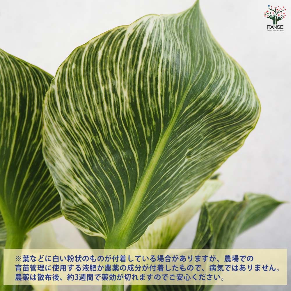 フィロデンドロン バーキン 【観葉植物 7号鉢／1個売り】｜ 【植物の