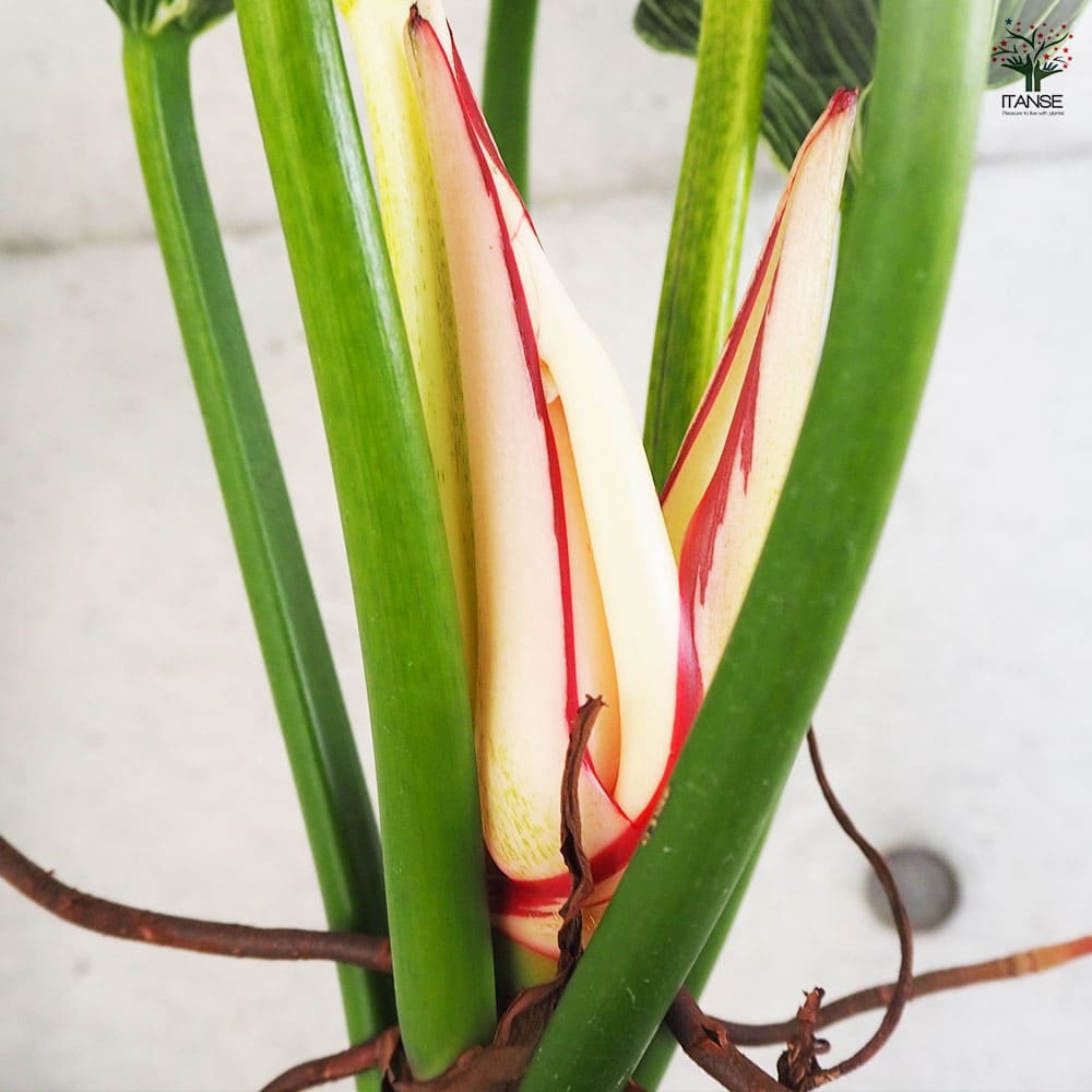 フィロデンドロン バーキン 【観葉植物 7号鉢／1個売り】｜ 【植物の