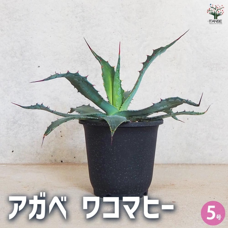 アガベ｜【植物のITANSE】全品送料無料・即出荷!
