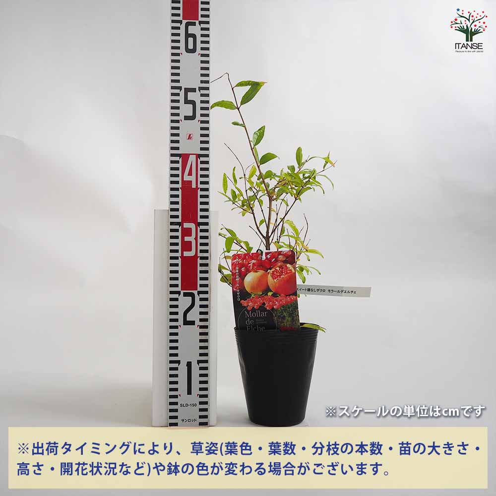 からたちの苗 4鉢 カラタチの苗： 実生苗（60cm） - マルシェ青空