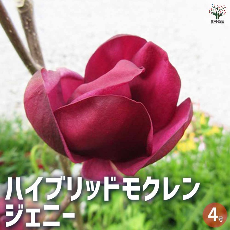 モクレン ガールマグノリア 【花木苗 6号鉢/1個売り】| 【植物 モクレン ガールマグノリア 【花木苗 6号鉢/1個売り】| 【植物