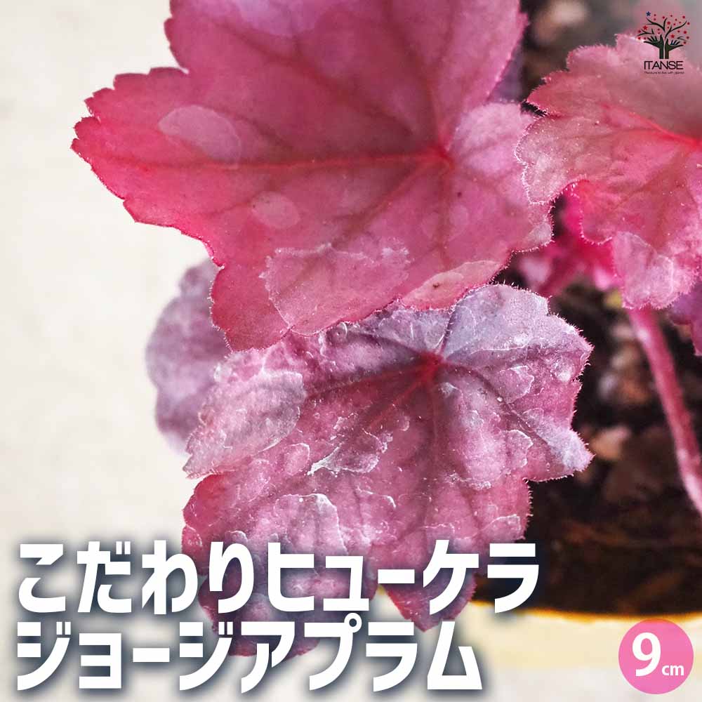 こだわりヒューケラ ジョージアプラム 【花苗 9cmポット／お買い得3個セット】