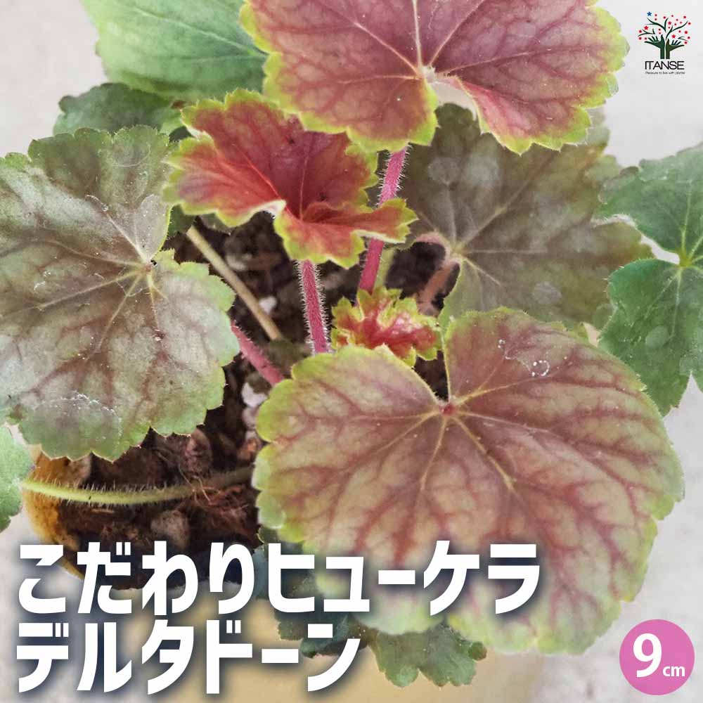 こだわりヒューケラ デルタドーン 【花苗 9cmポット／お買い得3個セット】