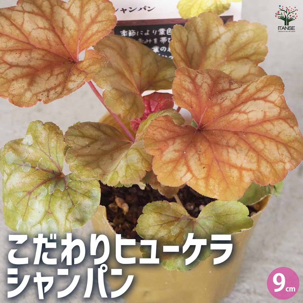 こだわりヒューケラ シャンパン 【花苗 9cmポット／お買い得3個セット】