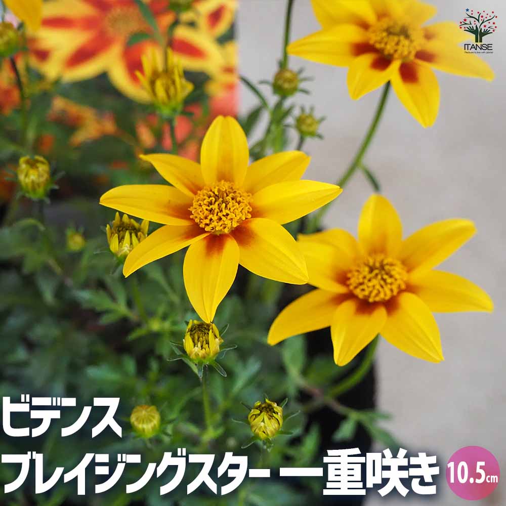 ビデンス ブレイジングスター 一重咲き 3個～【花苗 10.5cmポット】