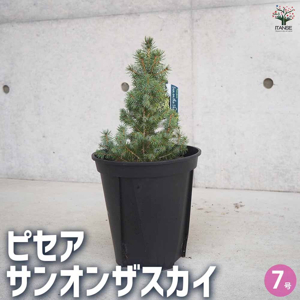 ピセア サンオンザスカイ 【庭木 7号鉢／1個売り】｜ 【植物の