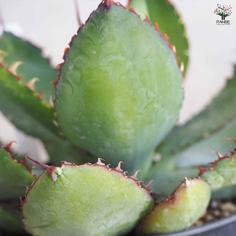 アガベ カウズホーン 【多肉植物 5号鉢／1個売り】｜ 【植物の